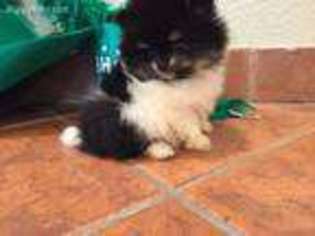 Pomeranian Puppy for sale in Stockton, CA, USA