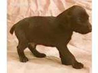 German Shorthaired Pointer Puppy for sale in Fort Worth, TX, USA