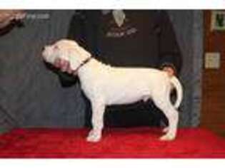 Dogo Argentino Puppy for sale in Osceola, IN, USA