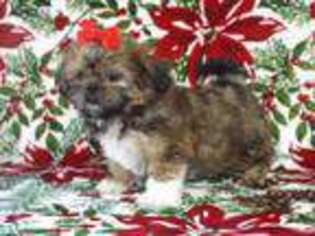 Mutt Puppy for sale in Brashear, TX, USA