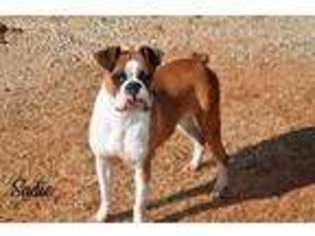 Boxer Puppy for sale in Shawnee, OK, USA