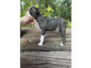 Boston Terrier Puppy for sale in Interlachen, FL, USA
