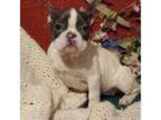 French Bulldog Puppy for sale in Williamsburg, OH, USA