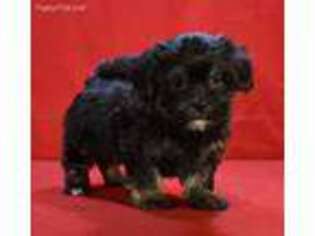Mal-Shi Puppy for sale in Hersey, MI, USA