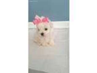 Maltese Puppy for sale in Kennesaw, GA, USA