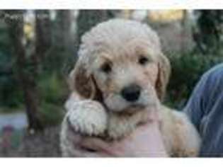Goldendoodle Puppy for sale in Marietta, GA, USA