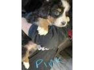 Bernese Mountain Dog Puppy for sale in Middletown, IN, USA