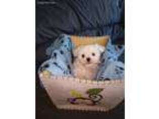 Maltese Puppy for sale in Lexington, KY, USA