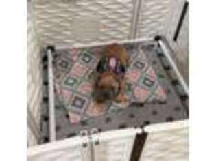French Bulldog Puppy for sale in Stuart, FL, USA