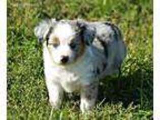 Miniature Australian Shepherd Puppy for sale in Ada, OK, USA