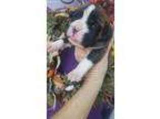 Boxer Puppy for sale in Riverbank, CA, USA