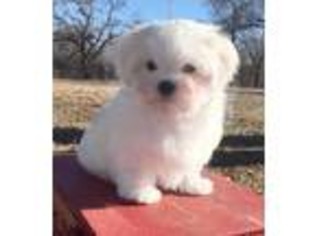 Maltese Puppy for sale in Tishomingo, OK, USA