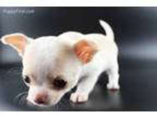 Chihuahua Puppy for sale in Corona, CA, USA