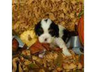 Cavalier King Charles Spaniel Puppy for sale in Americus, GA, USA