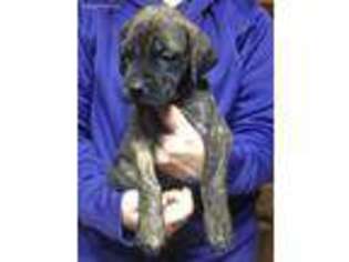 Mastiff Puppy for sale in Annville, PA, USA