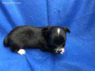 Chihuahua Puppy for sale in Willow, OK, USA