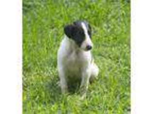 Borzoi Puppy for sale in Harriman, TN, USA