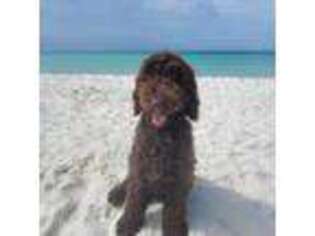 Goldendoodle Puppy for sale in Panama City Beach, FL, USA