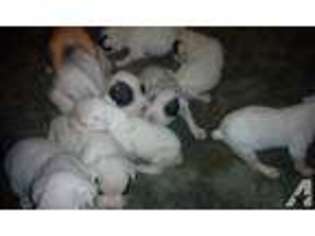 Boxer Puppy for sale in BARTLESVILLE, OK, USA