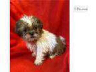 Mutt Puppy for sale in Columbia, MO, USA