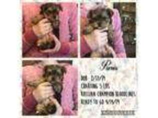Yorkshire Terrier Puppy for sale in Mcloud, OK, USA