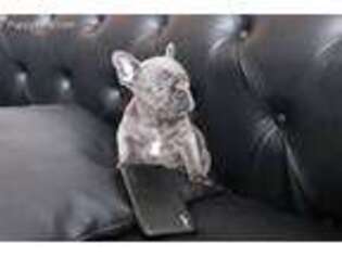 French Bulldog Puppy for sale in Fort Lee, NJ, USA