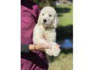 Labradoodle Puppy for sale in Lafayette, AL, USA