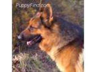 German Shepherd Dog Puppy for sale in Wentworth, MO, USA