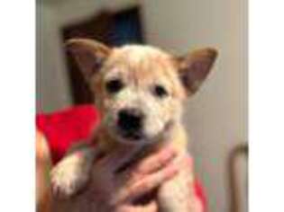 Australian Cattle Dog Puppy for sale in Mantua, OH, USA
