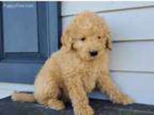 Goldendoodle Puppy for sale in Middleburg, PA, USA