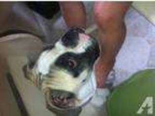 Bulldog Puppy for sale in COLDWATER, MI, USA