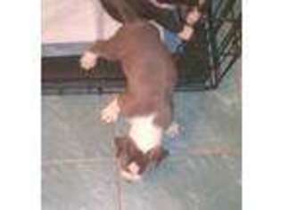 American Staffordshire Terrier Puppy for sale in Daleville, AL, USA