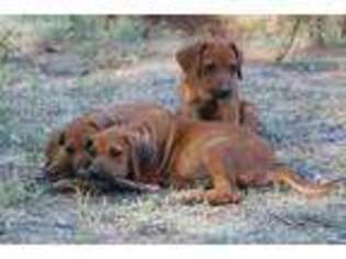 Rhodesian Ridgeback Puppy for sale in Lefors, TX, USA