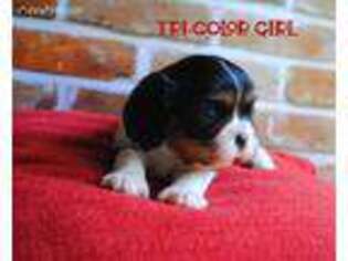 Cavalier King Charles Spaniel Puppy for sale in Donaldson, AR, USA