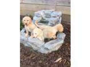 Labradoodle Puppy for sale in Dry Ridge, KY, USA