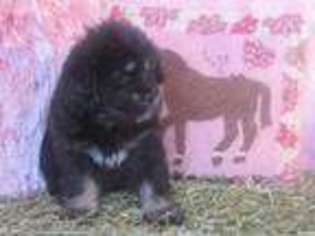 Tibetan Mastiff Puppy for sale in Lawson, MO, USA