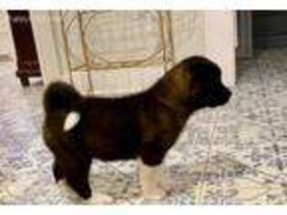 Akita Puppy for sale in Conway, AR, USA