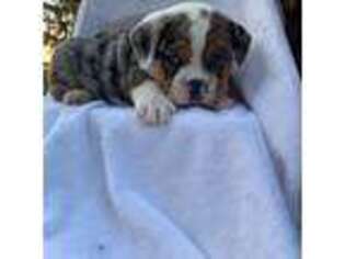 American Bulldog Puppy for sale in Etna Green, IN, USA