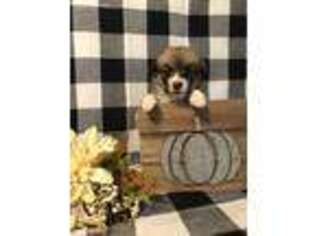 Pembroke Welsh Corgi Puppy for sale in Mayodan, NC, USA
