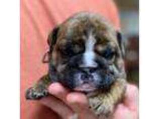Bulldog Puppy for sale in Gales Ferry, CT, USA