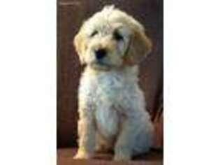 Goldendoodle Puppy for sale in Roanoke, VA, USA