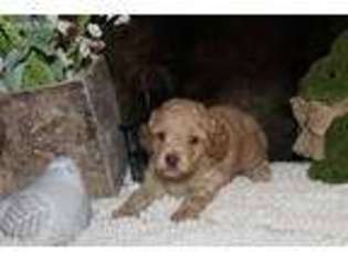 Cavachon Puppy for sale in Mansfield, OH, USA