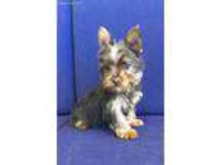 Yorkshire Terrier Puppy for sale in Lexington, KY, USA