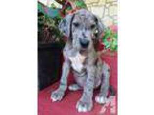 Great Dane Puppy for sale in RACINE, MO, USA