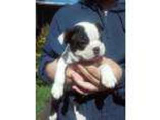 Boston Terrier Puppy for sale in Arbuckle, CA, USA