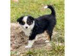 Miniature Australian Shepherd Puppy for sale in Benton, MS, USA
