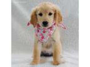 Golden Retriever Puppy for sale in Palm Springs, CA, USA