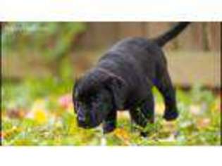 Labrador Retriever Puppy for sale in Snellville, GA, USA