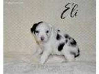 Miniature Australian Shepherd Puppy for sale in Mertzon, TX, USA