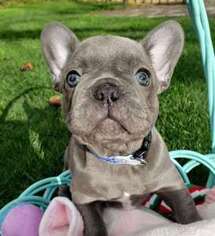French Bulldog Puppy for sale in Madison, TN, USA